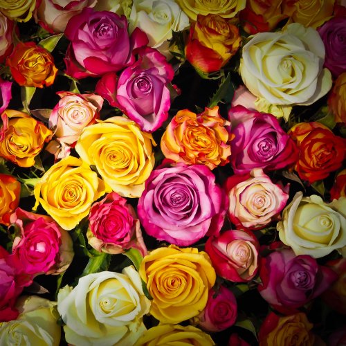Пазл «Цветные розы»