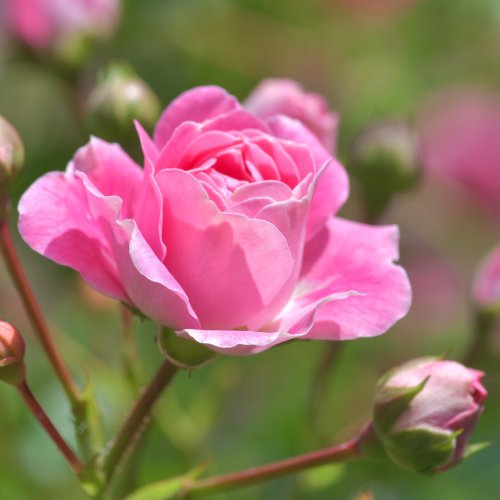 Пазл «Розовая роза»
