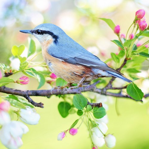 Пазл «Весенняя птица»
