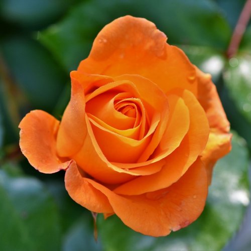 Пазл «Оранжевая роза»