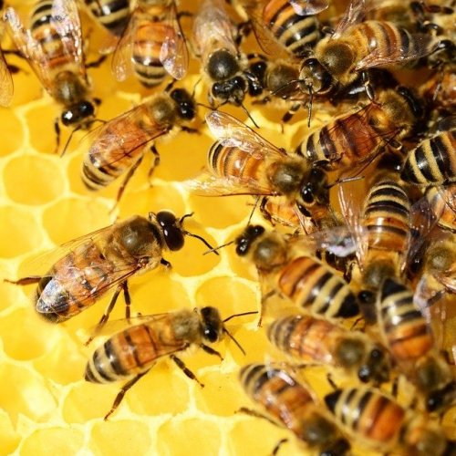 Викторина о пчёлах