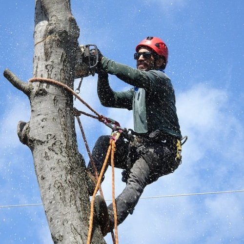 Тест по технике безопасности: Валка деревьев моторными пилами