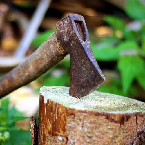 Тест по технике безопасности: Очистка деревьев от сучьев