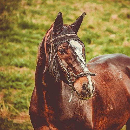 Тест по технике безопасности: Обслуживание лошадей