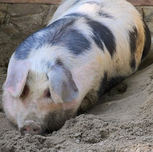 Тест по технике безопасности: Обслуживание свиней и хряков-производителей