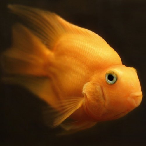 Тест по индийской сказке «Золотая рыба»