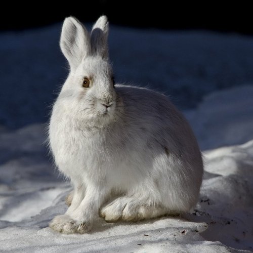Тест по бурятской сказке «Снег и заяц»