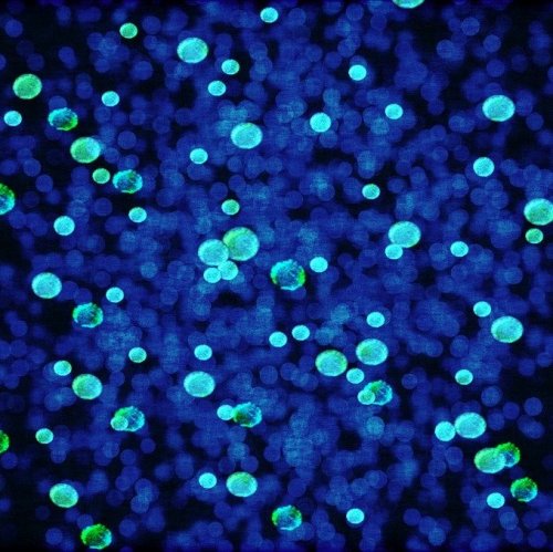 Тест по биологии: Особенности строения клеток прокариотов и эукариотов (Пасечник, 10 класс)