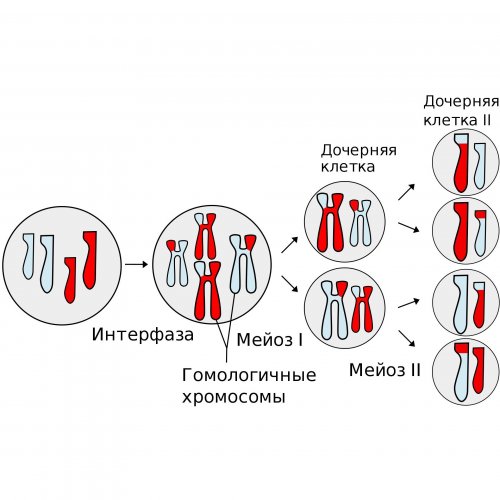 Тест по биологии: Деление клетки: Мейоз. Половые клетки (Пасечник, 10 класс)