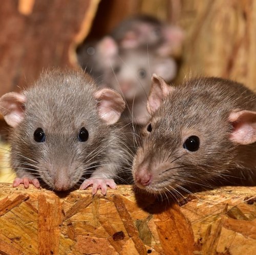 Тест по басне Крылова «Мышь и крыса»