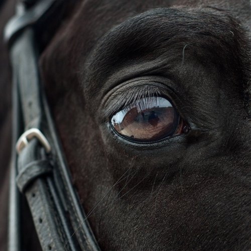 Тест по стихотворению Маяковского «Хорошее отношение к лошадям»
