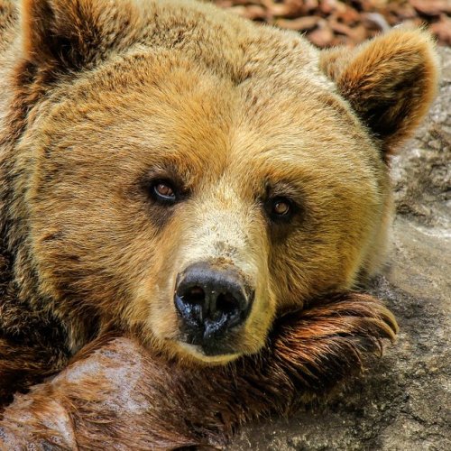 Тест по басне Крылова «Трудолюбивый медведь»