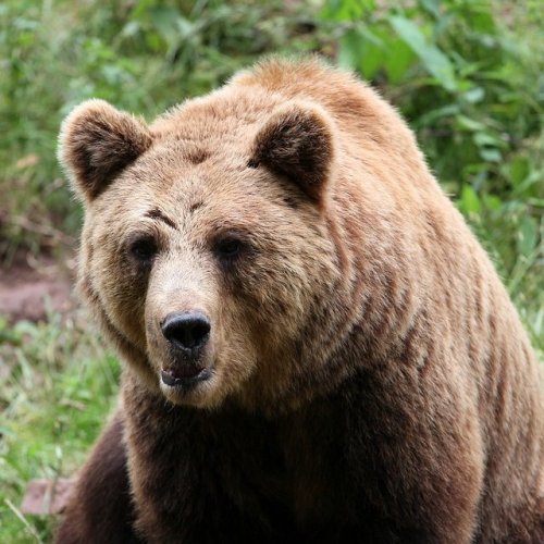 Тест по сказке Афоньшина  «Как Анютка медведя убаюкала»