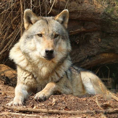 Тест по басне Крылова «Волк на псарне»