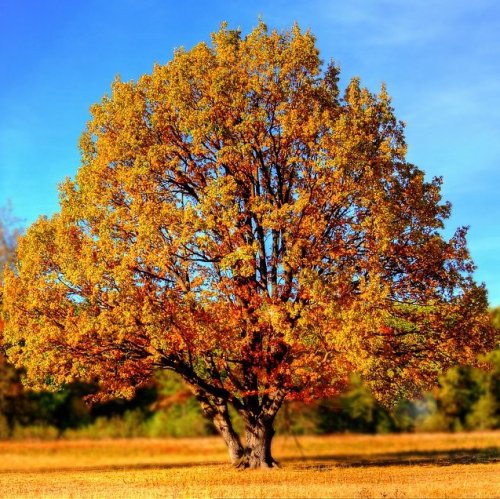 Тест по циклу стихотворений Заболоцкого «Осенние пейзажи»
