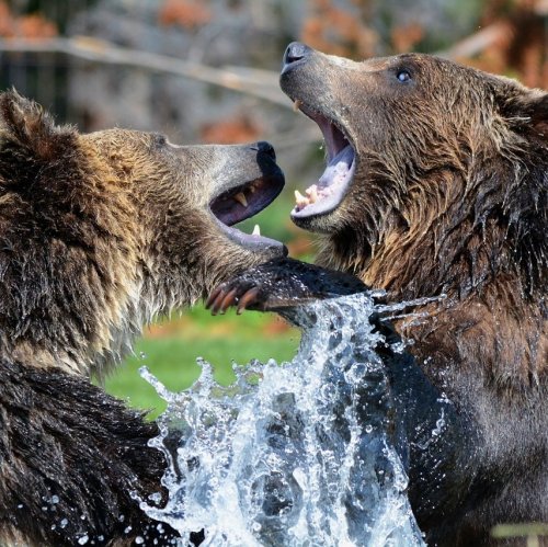 Викторина о медведях