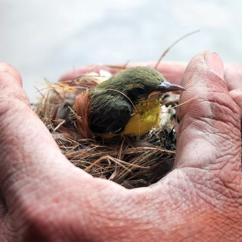 Тест по стихотворению Цветаевой «Имя твое — птица в руке...»