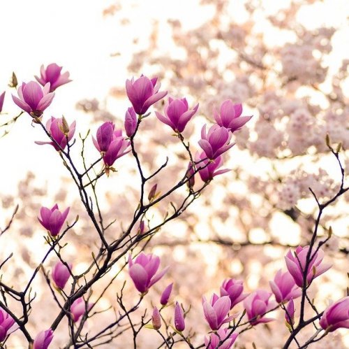 Тест по стихотворению Тютчева «Весна»