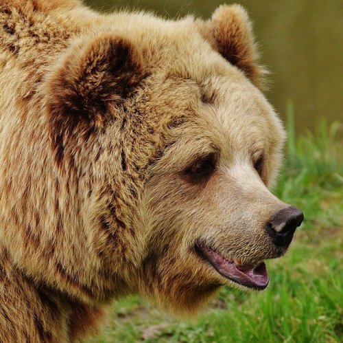 Тест по сказке Паустовского «Дремучий медведь»