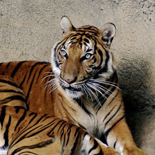 Викторина: Индокитайский тигр