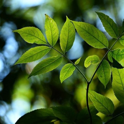 Тест: Угадай дерево по листу