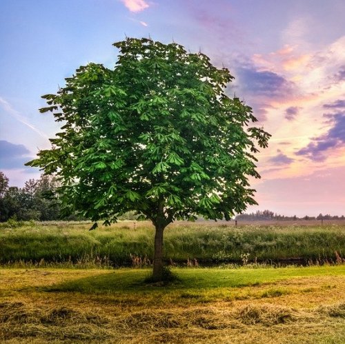 Тест о дереве: Каштан