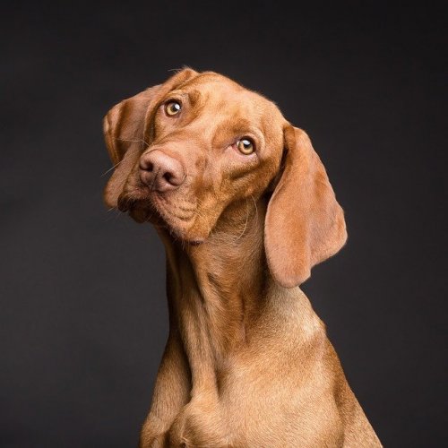 Тест: Угадай породу собаки по фотографии
