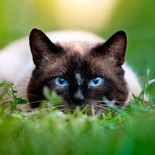Тест: Угадай породу кошки по фотографии