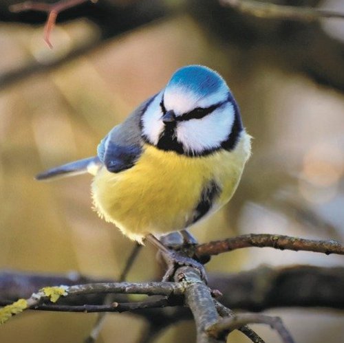 Викторина: Зимующие птицы
