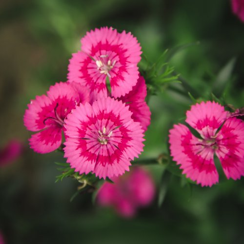 Тест: Угадай полевой цветок по фотографии
