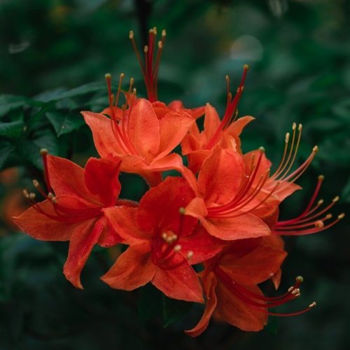 Тест: Угадай садовый цветок по фотографии