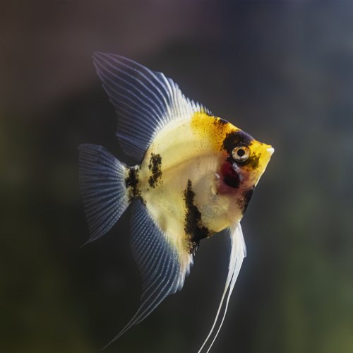 Тест для знатоков: Угадай аквариумную рыбку по фотографии
