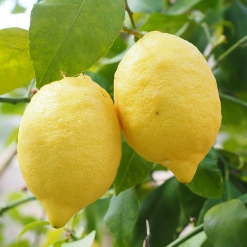 Тест про лимоны