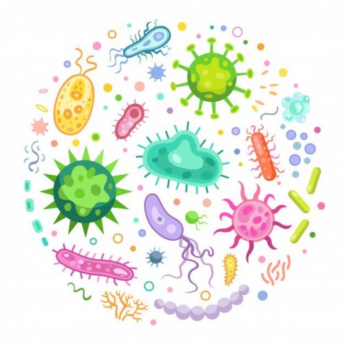 Тест: Микроорганизмы