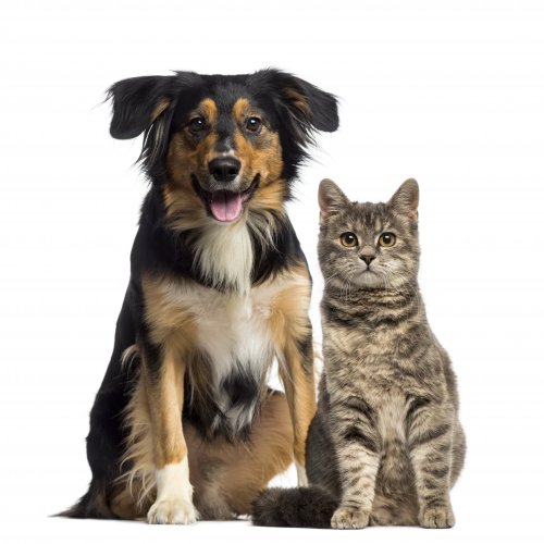 Тест на знание пород: Кошка или собака?