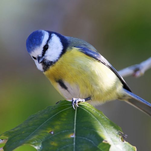 Тест на знание лесных птиц: Угадай по фотографии