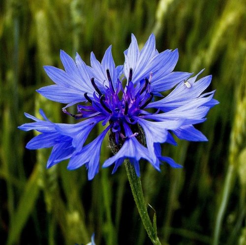Тест: Угадайте синие и фиолетовые цветы по фотографии
