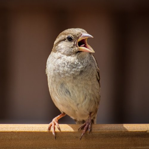 Тест на знание городских птиц: Угадай 20 птиц по фотографиям