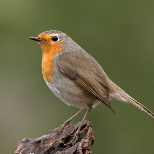 Тест на знание певчих птиц: Угадайте 20 птиц по фотографиям