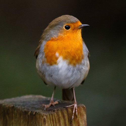 Тест: Угадайте птицу по её латинскому названию