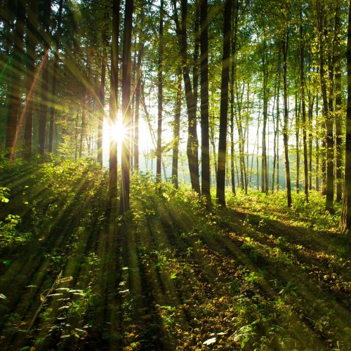Тест «Что такое лес?»