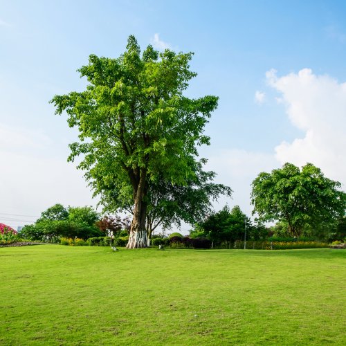 Тест о деревьях нашей планеты: 12 вопросов для знатоков