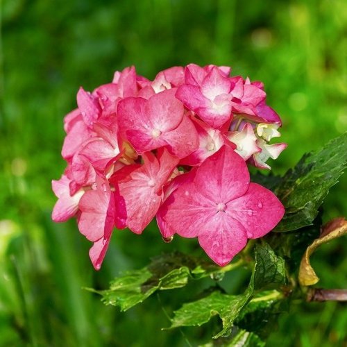 Угадаете ли вы красиво цветущее растение по фотографии? Тест для проверки памяти