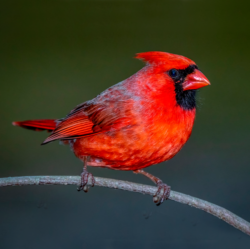 Лесные птицы: Тест с фотографиями. Угадайте ли вы жительницу леса?