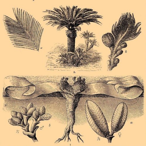 Тест по биологии: Историческое развитие растительного мира