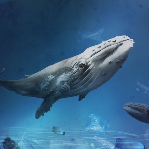 Тест на Всемирный день китов и дельфинов