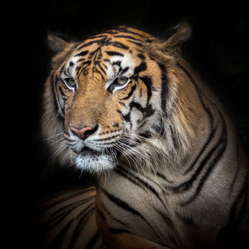 Тест на Международный день тигра