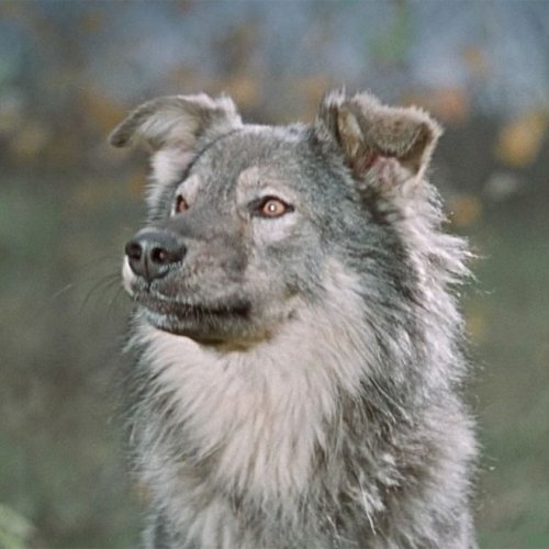 Тест по советскому фильму: Пёс Барбос и необычный кросс