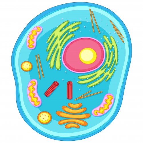 Тест по биологии: Строение клетки