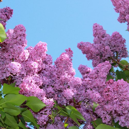 Тест: Сирень